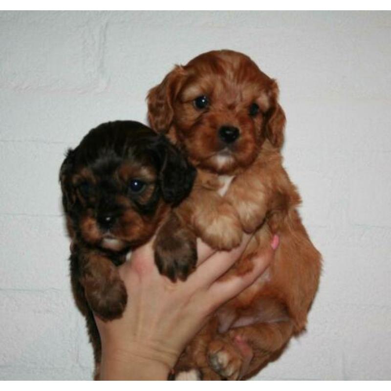 Prachtige cavapoo pups