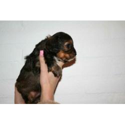 Prachtige cavapoo pups
