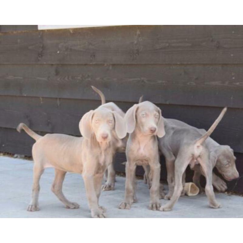 Weimaraner pups mooie keuze uit 2 nestjes
