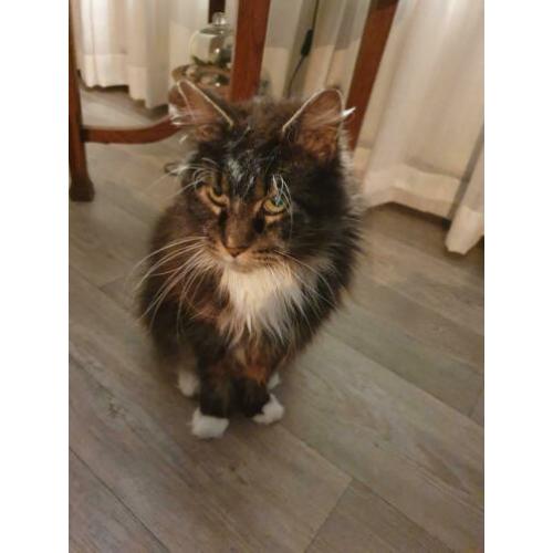 maincoon kat