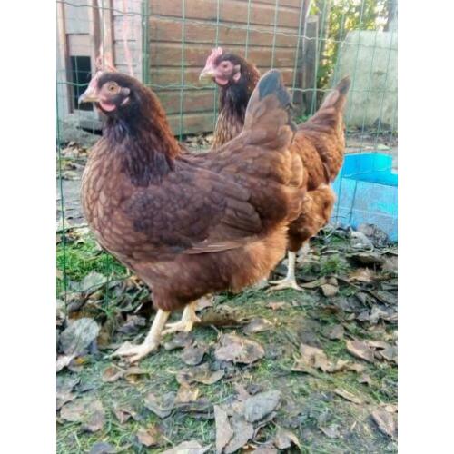 Broedeieren Rhode islanders Red kippen