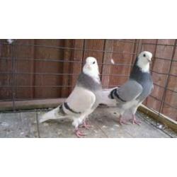 Sierduiven en Sierkippen. en ..................