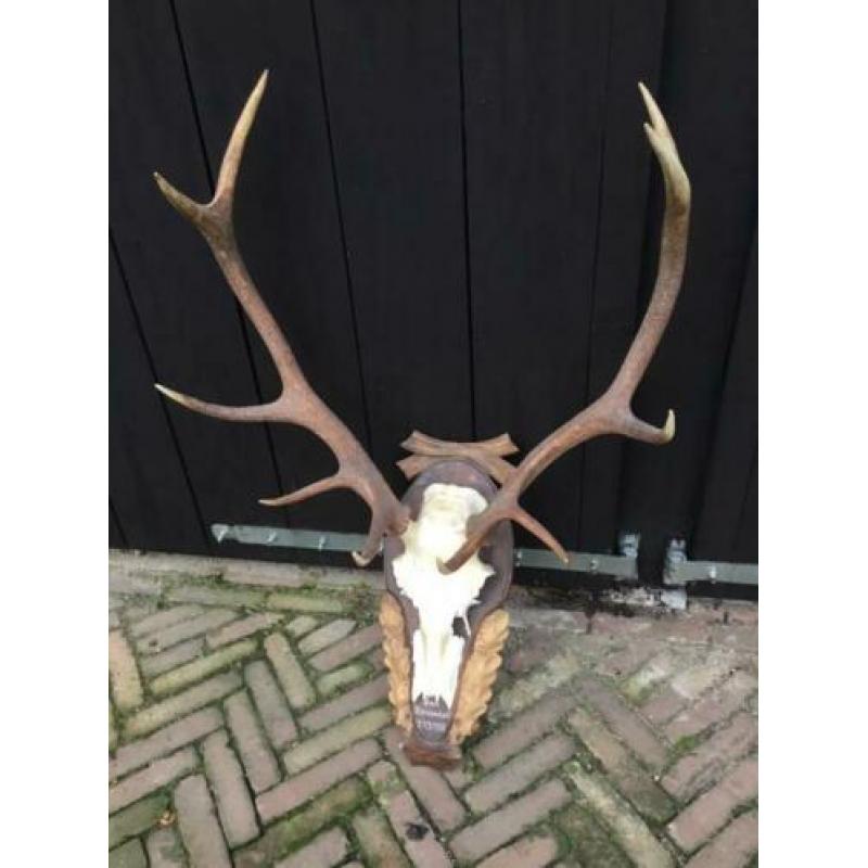 Edelhertgeweien,hertengewei,geweien, gewei,schouw,veranda