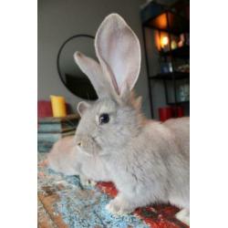 Duitse reus rammen opal (blauwgrijs)