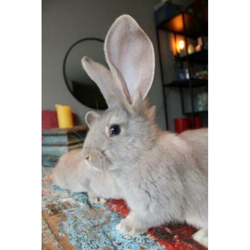 Duitse reus rammen opal (blauwgrijs)