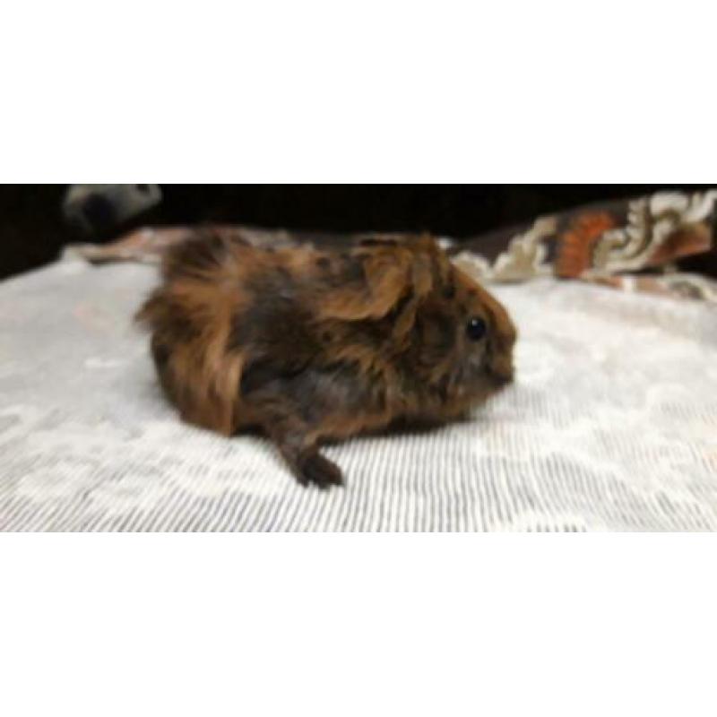 Te koop cavias