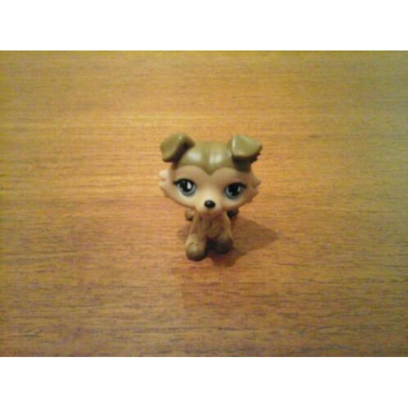 Littlest pet shop collie bruin petshop