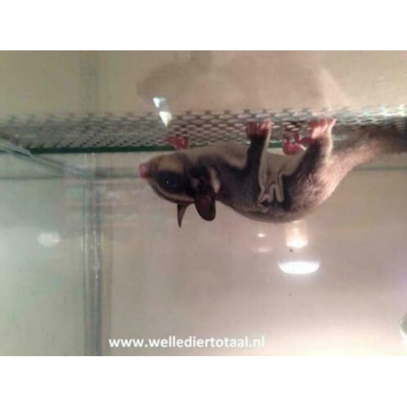 10x Sugargliders te koop, Suikereekhoorn, Man en Vrouw