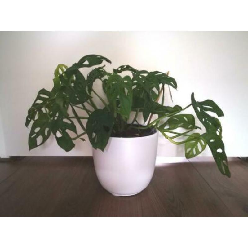 Monstera adansonii, monkey mask, stekje, stek, plant