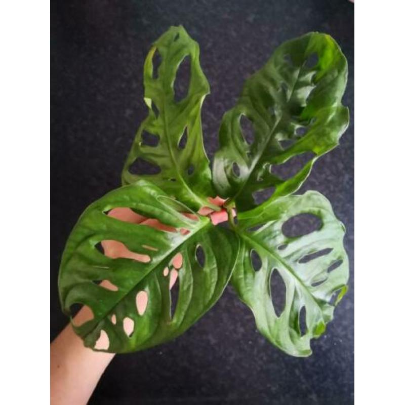 Monstera adansonii, monkey mask, stekje, stek, plant