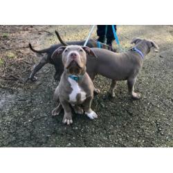 Prachtige Bully XL pups