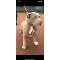 Prachtige Bully XL pups