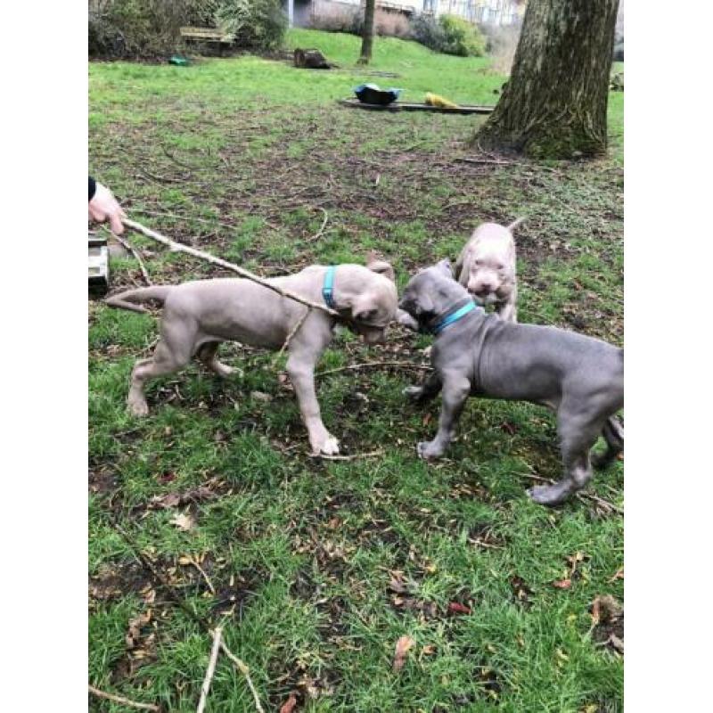 Prachtige Bully XL pups