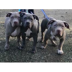 Prachtige Bully XL pups