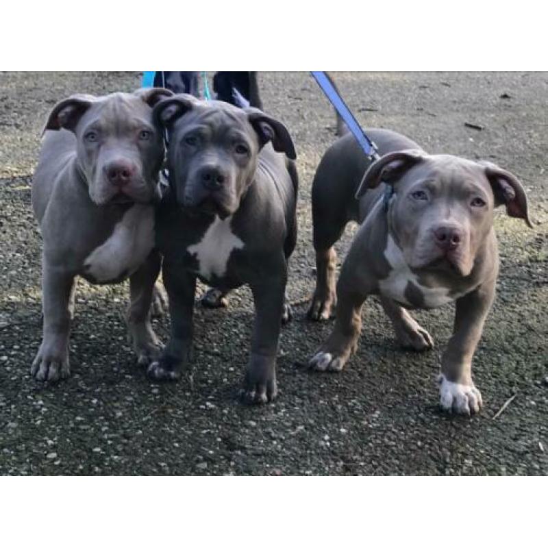 Prachtige Bully XL pups