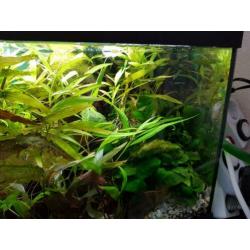 Aquarium 60x 30 led