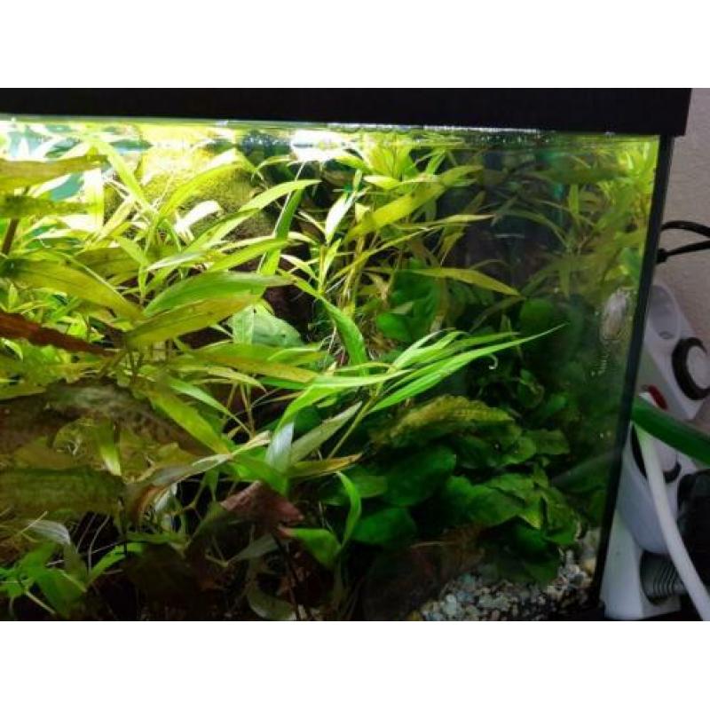 Aquarium 60x 30 led