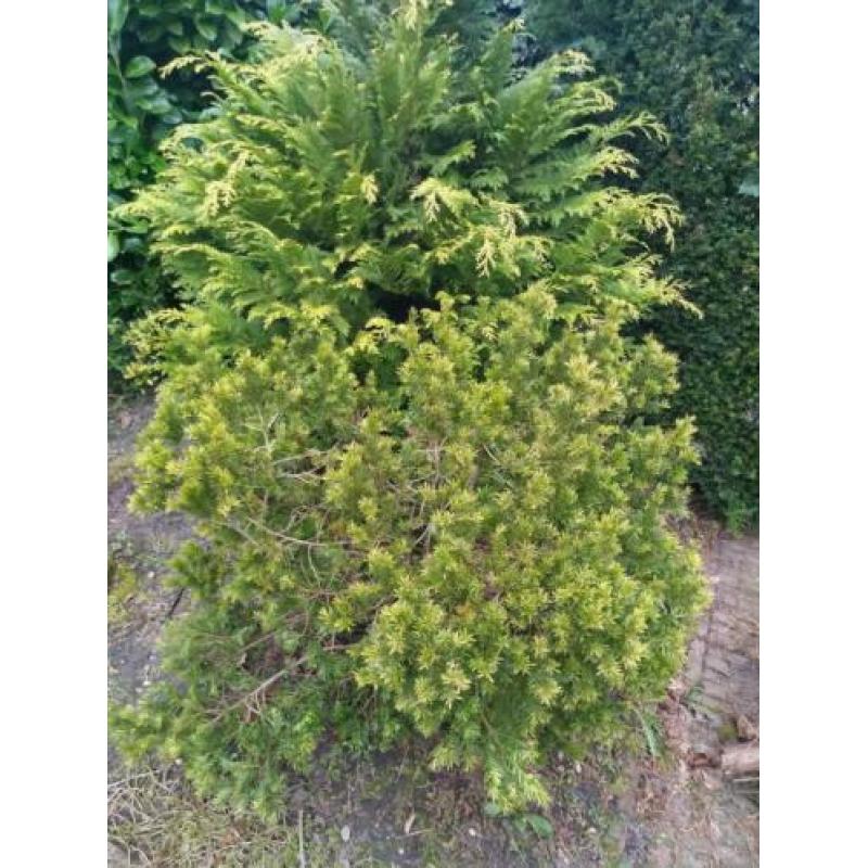 Gratis af te halen: Diverse bomen/struiken