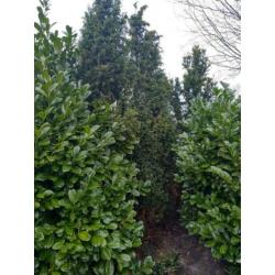 Gratis af te halen: Diverse bomen/struiken