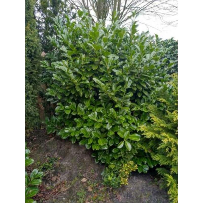 Gratis af te halen: Diverse bomen/struiken