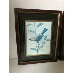 vogel prent schilderijtjes 1 koop 14/18 cm
