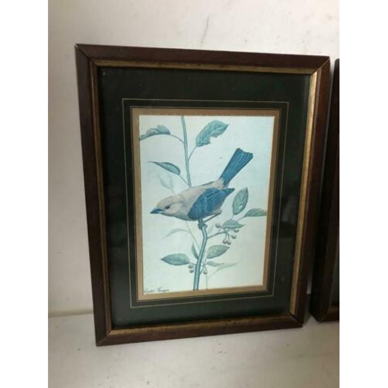 vogel prent schilderijtjes 1 koop 14/18 cm