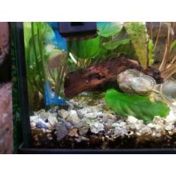 Aquarium 60x 30 led