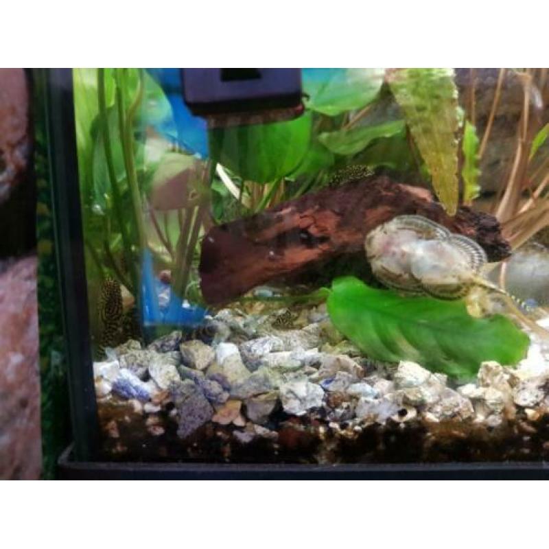 Aquarium 60x 30 led