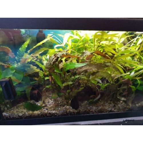 Aquarium 60x 30 led