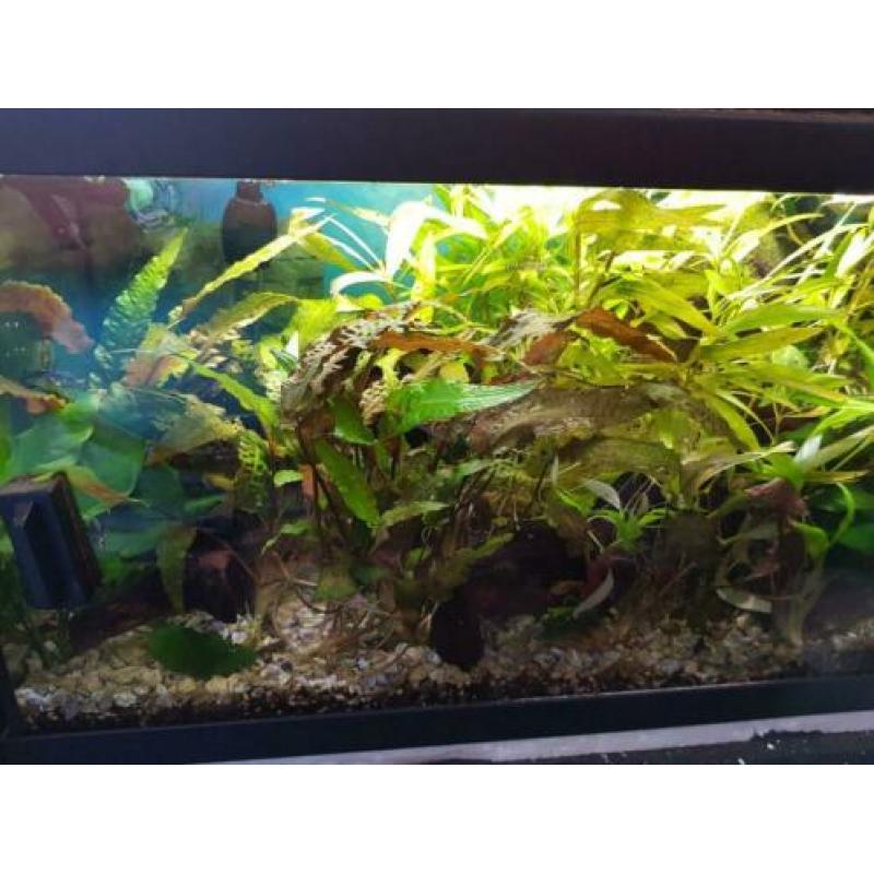 Aquarium 60x 30 led