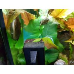 Aquarium 60x 30 led