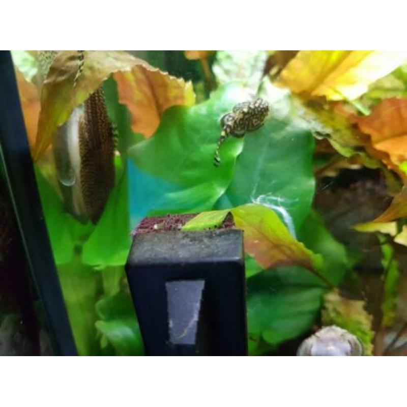 Aquarium 60x 30 led