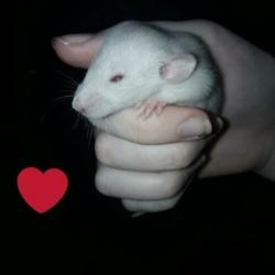 11 mooie rittens te reserveren! Pearl, marten, champagne!