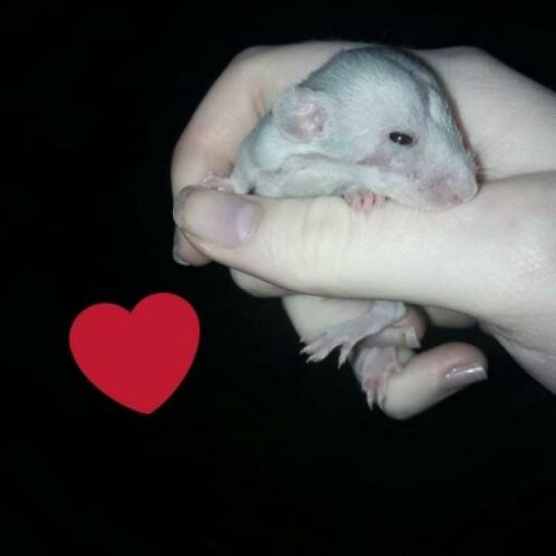 11 mooie rittens te reserveren! Pearl, marten, champagne!