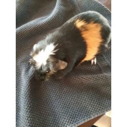 Cavia man, oktober 2019 geb. 3 kleur, wit kruintje