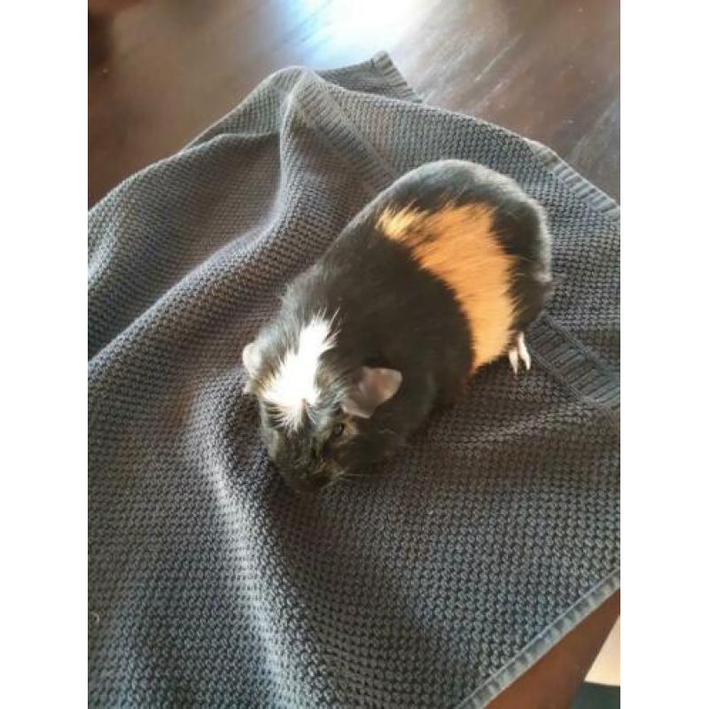 Cavia man, oktober 2019 geb. 3 kleur, wit kruintje
