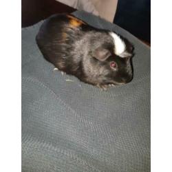 Cavia man, oktober 2019 geb. 3 kleur, wit kruintje
