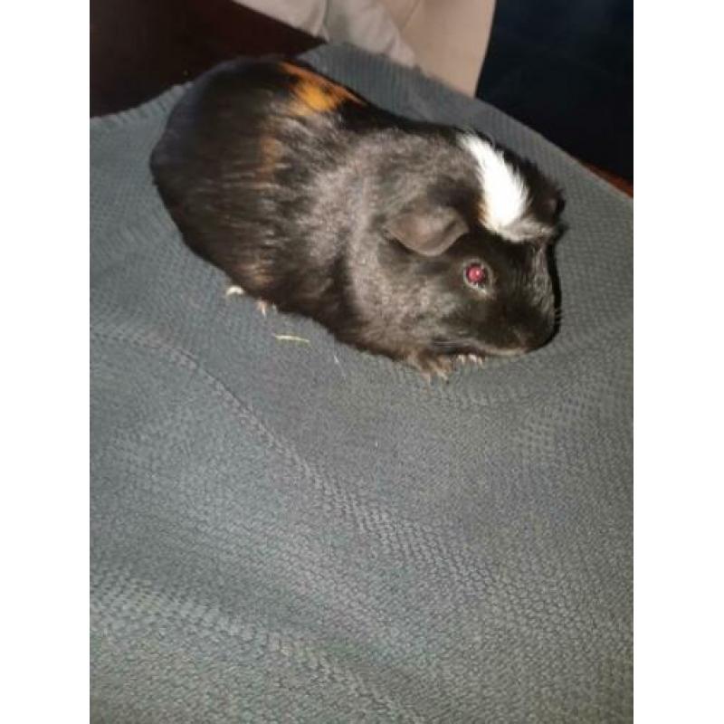Cavia man, oktober 2019 geb. 3 kleur, wit kruintje