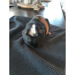 Cavia man, oktober 2019 geb. 3 kleur, wit kruintje