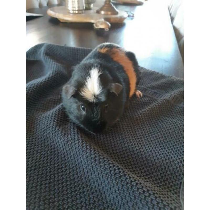Cavia man, oktober 2019 geb. 3 kleur, wit kruintje
