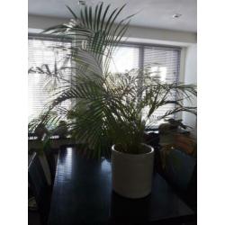 Grote groene plant
