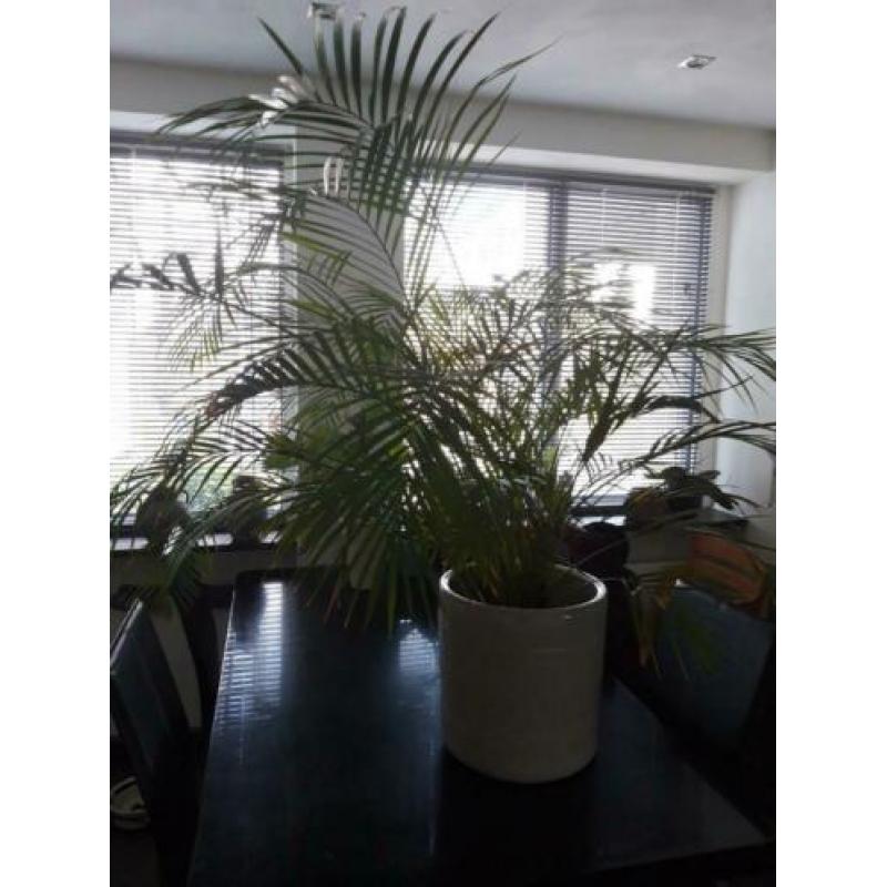 Grote groene plant