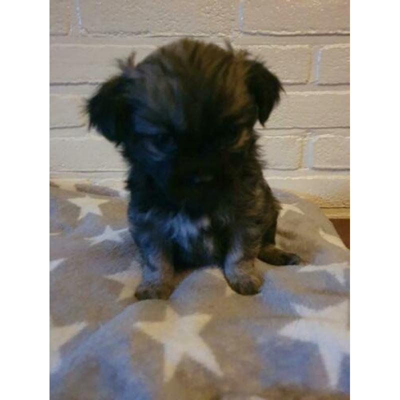 Lieve Boomer pups