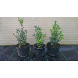 Conifeer thuja smaragd, buxus, taxus, laurier, Lonicera