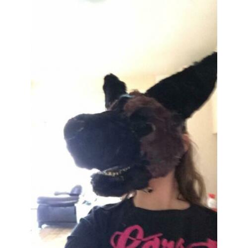 Fursuit herders hond ( gemaakt van dino masker!)