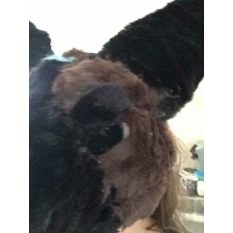 Fursuit herders hond ( gemaakt van dino masker!)