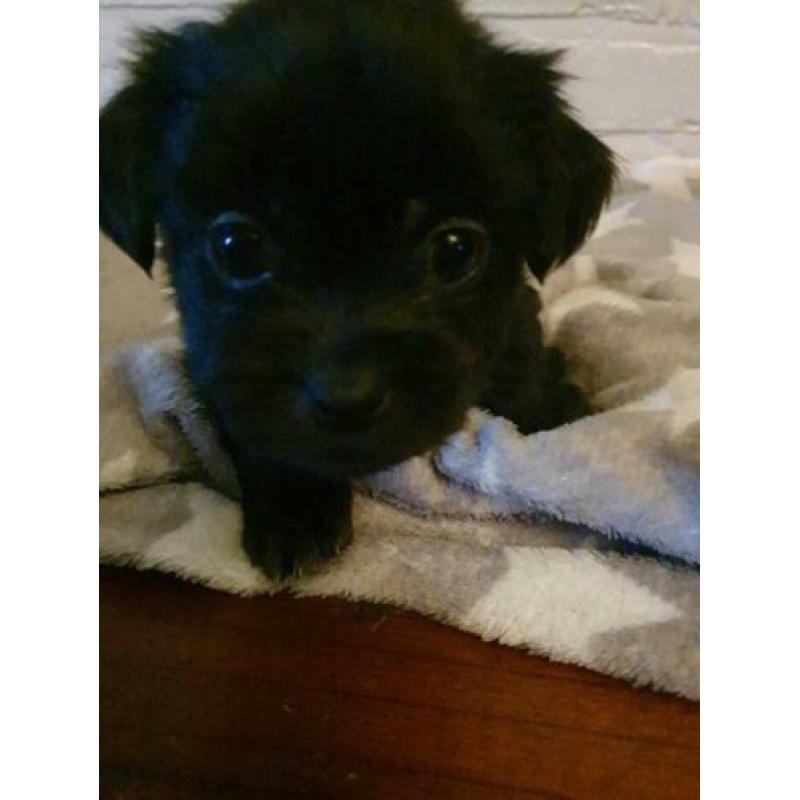 Lieve Boomer pups