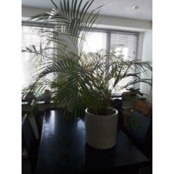 Grote groene plant