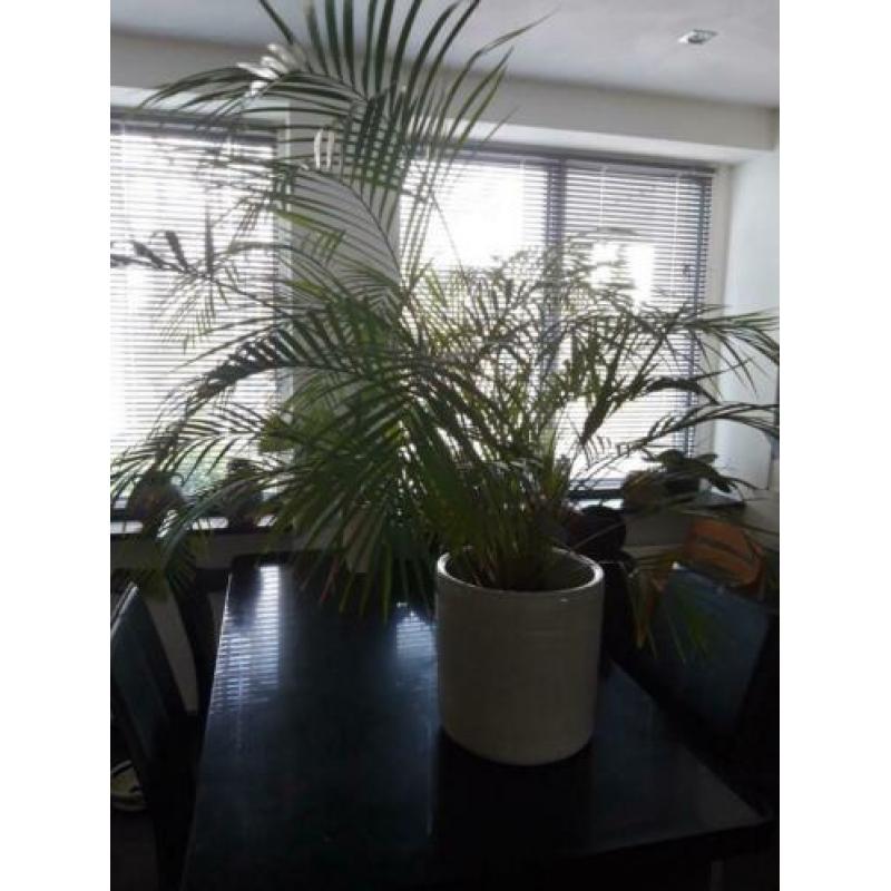 Grote groene plant