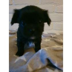 Lieve Boomer pups